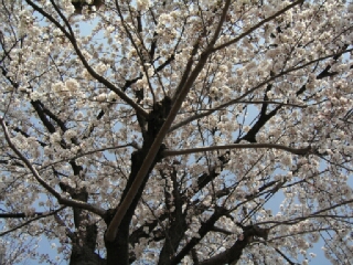 小鳥桜.jpg