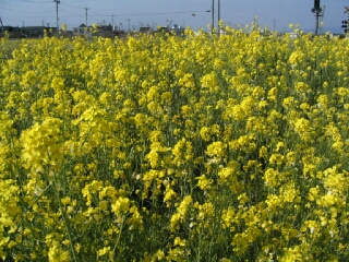 菜の花.JPG