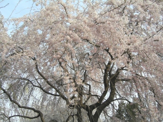sakura0804jpg.jpg